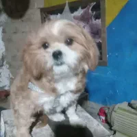 پاکوتاه|سگ|قزوین, |دیوار