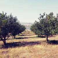 باغ 500 متری در یاغبستلو اهر|فروش دفتر صنعتی، کشاورزی، تجاری|اهر, |دیوار