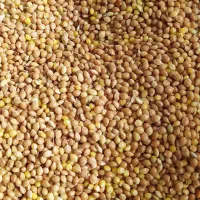 ارزن اوکراینی ومحلی|لوازم جانبی حیوانات|آفتاب, |دیوار