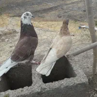 کبوتر معاوضه با قلیان شارژی