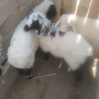 سه بره نر سنگین وزن ارکدام20کیلوگوشت|حیوانات مزرعه|زهک, |دیوار