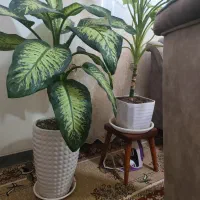 گل دیفن بسیار زیبا و سرحال