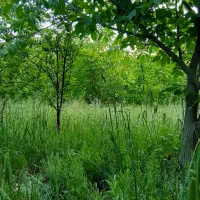 باغ ثمری|فروش زمین و ملک کلنگی|سی‌سخت, |دیوار