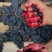 انگور شانی دیم سنندج مریوان انگورشانی|خوردنی و آشامیدنی|تهران, میدان میوه و تره‌بار مرکزی|دیوار