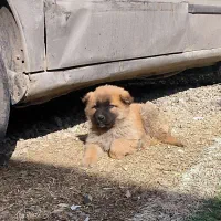 توله سرابی|سگ|هشتگرد, هشتگرد قدیم|دیوار