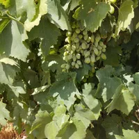 زمین کشاورزی 25 جریب دارای 8 ساعت آب فروش فوری