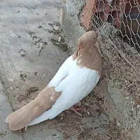 کبوتر سینه زرد