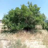 خونه باغ|فروش خانه و ویلا|بلورد, |دیوار