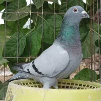 پلاکی شناسنامه دار