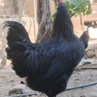 خروس تمام سیاه جوان ارگانیک خانگی|حیوانات مزرعه|تهران, شهرک امام خمینی|دیوار