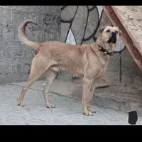 پژدر خالص درشت