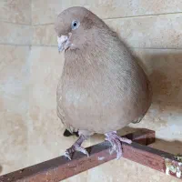 کله ای طلایی نر