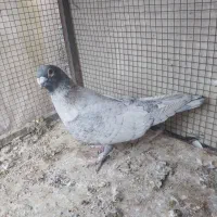 کبوتر رنگی|پرنده|مشکین‌دشت, |دیوار