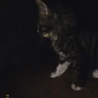 واگذاری گربه DLH رایگان