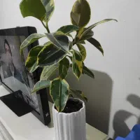 گل فیکوس ابلق