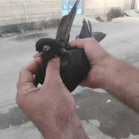 سیاه آبادانی|پرنده|بندر ماهشهر, |دیوار