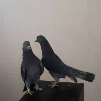 کفتر پررشی|پرنده|ایوان, |دیوار