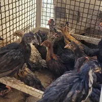 مرغ و‌خروس و جوجه|حیوانات مزرعه|تهران, شهرک تختی|دیوار