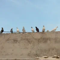 کبوترپرشی|پرنده|فین, |دیوار