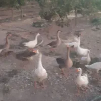 فروش غاز محلی