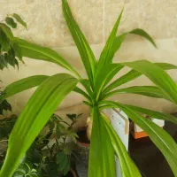 گل های بسیار شاداب