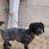 سگ مشکی|سگ|برازجان, |دیوار