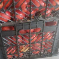 گوجه  ربی گوجه شیراز