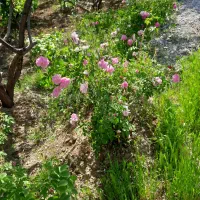 باغ ۸ساله بیستون منطقه چمچمال|فروش دفتر صنعتی، کشاورزی، تجاری|بیستون, |دیوار