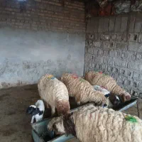 بره نر و ماده گوسفند بز