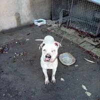 داگو آرژانتینی نر|سگ|بروجرد, |دیوار