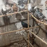 تکبر دورگ|پرنده|گرگان, |دیوار