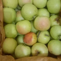 سیب زرد ماتیکی شیرین