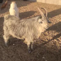 گوسفند|حیوانات مزرعه|سرایان, |دیوار