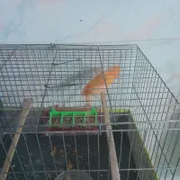 قناری رد فاکتور|پرنده|کرمان, |دیوار