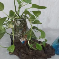 اکواریوم چوب وشیشه