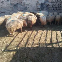 بره|حیوانات مزرعه|کارزان, |دیوار