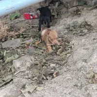 سگ پاکوتاه اصل|سگ|سیمین شهر, |دیوار