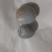 مهره بورد سوراخ نشده|جواهرات|بهبهان, |دیوار