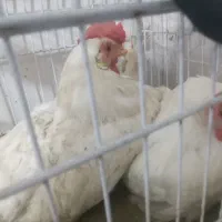 مرغ وخروس  جوجه قناری فنچو کوتوله وعروس وخرگوشو کو
