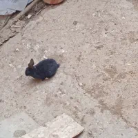 توله خرگوش|موش و خرگوش|لاران, |دیوار