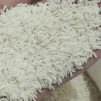 برنج علی کاظمی (کشت طارم زنجان)