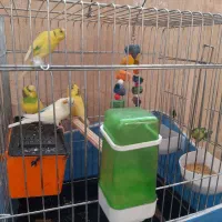 یه جفت مرغ عشق با دوتا جوجه شش ماهه|پرنده|کرمانشاه, |دیوار