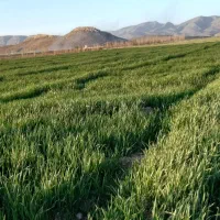 اجاره 5هکتار زمین کشاورزی