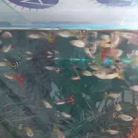 آکواریوم|ماهی|قزوین, |دیوار