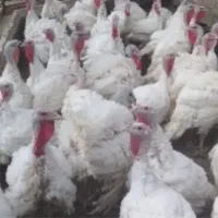 بوقلمون بیوتی گوشتی