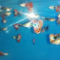 ماهی گوپی بیگ ایر دراگون