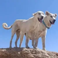 واگزاری خرس سفیدنر