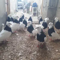 طوق سیاه واکسی شهر جم