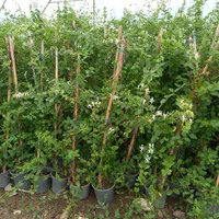 جشنواره تابستانی فروش نهال و درخت|خدمات باغبانی و درختکاری|مشکین‌دشت, |دیوار