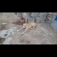 سگ گله|سگ|اسفراین, |دیوار